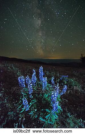 Lupins (Lupinus polyphyllus) growing in foreground, Milky Way visible in night sky, Nickel Plate Provincial Park, Penticton, British Columbia, Canada View Large Photo Image Stock Image - Lupins (Lupinus polyphyllus) growing in foreground, Milky Way visible in night sky, Nickel Plate Provincial Park, Penticton, British Columbia, Canada. Fotosearch