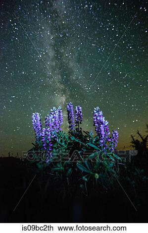 Lupins (Lupinus polyphyllus) growing in foreground, Milky Way visible in night sky, Nickel Plate Provincial Park, Penticton, British Columbia, Canada View Large Photo Image Stock Image - Lupins (Lupinus polyphyllus) growing in foreground, Milky Way visible in night sky, Nickel Plate Provincial Park, Penticton, British Columbia, Canada. Fotosearch