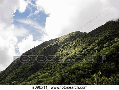 Lush green rainforest on hillside, Haleakala, Maui, Hawaii View Large Photo Image Stock Image - Lush green rainforest on hillside, Haleakala, Maui, Hawaii. Fotosearch