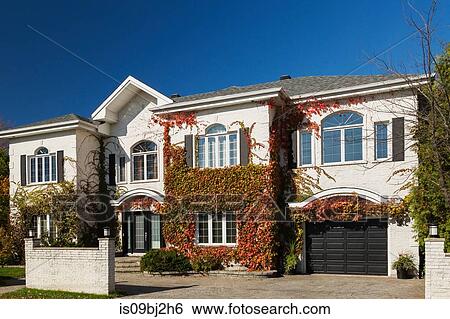 Luxurious white brick house facade covered with climbing Vitis vines View Large Photo Image Stock Photograph - Luxurious white brick house facade covered with climbing Vitis vines. Fotosearch