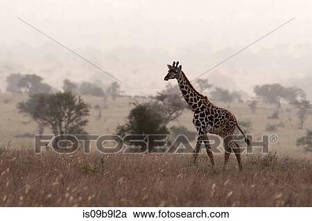 Stock Image - Maasai giraffe (Giraffa camelopardalis tippelskirchi), walking in the mist, Tsavo, Kenya, Africa. Fotosearch