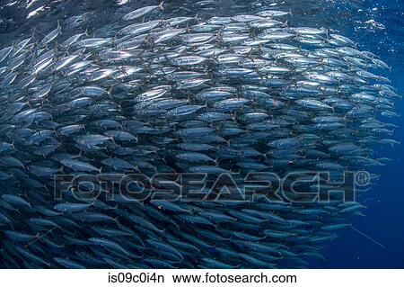Mackerel baitballs underwater, Punta Baja, Baja California, Mexico View Large Photo Image Picture - Mackerel baitballs underwater, Punta Baja, Baja California, Mexico. Fotosearch