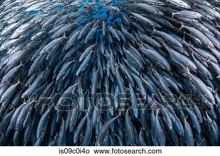 Mackerel baitballs underwater, Punta Baja, Baja California, Mexico View Large Photo Image Picture - Mackerel baitballs underwater, Punta Baja, Baja California, Mexico. Fotosearch