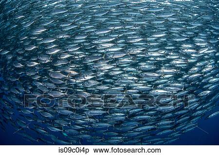 Mackerel baitballs underwater, Punta Baja, Baja California, Mexico View Large Photo Image Stock Photography - Mackerel baitballs underwater, Punta Baja, Baja California, Mexico. Fotosearch