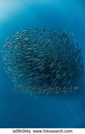 Stock Photography - Mackerel baitballs underwater, Punta Baja, Baja California, Mexico. Fotosearch