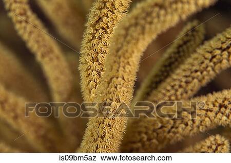 Stock Photo - Macro image of coral, British Virgin Islands. Fotosearch