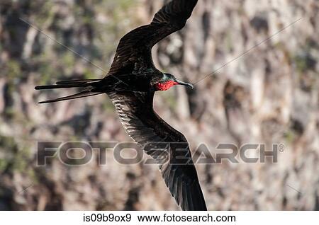 Male frigate bird displaying red throat, Seymour, Galapagos, Ecuador, South America View Large Photo Image Stock Photo - Male frigate bird displaying red throat, Seymour, Galapagos, Ecuador, South America. Fotosearch