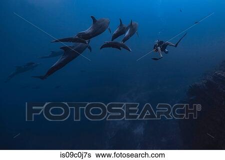 Stock Photograph - Man diving with dolphins, Revillagigedo Islands, Socorro, Baja California, Mexico. Fotosearch