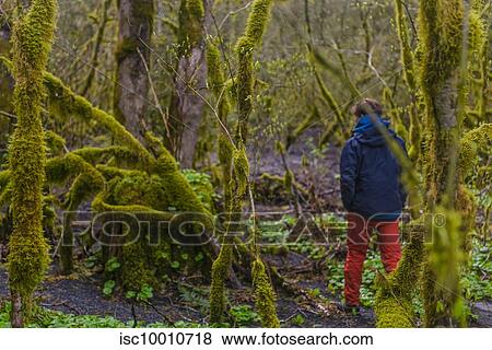 Man exploring humid moss-covered forest, Howe Sound, Canada View Large Photo Image Stock Photo - Man exploring humid moss-covered forest, Howe Sound, Canada. Fotosearch