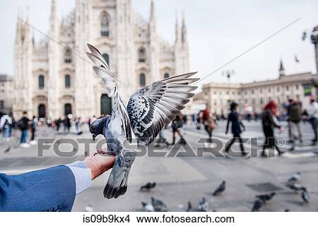 Man feeding pigeon on hand in square, personal perspective, Milan, Lombardy, Italy View Large Photo Image Picture - Man feeding pigeon on hand in square, personal perspective, Milan, Lombardy, Italy. Fotosearch