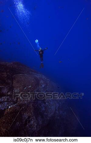 Man free diving, Revillagigedo Islands, Socorro, Baja California, Mexico View Large Photo Image Picture - Man free diving, Revillagigedo Islands, Socorro, Baja California, Mexico. Fotosearch