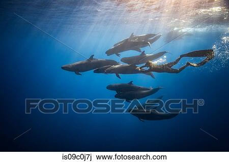 Man free diving with False killer whales, Revillagigedo Islands, Socorro, Baja California, Mexico View Large Photo Image Stock Image - Man free diving with False killer whales, Revillagigedo Islands, Socorro, Baja California, Mexico. Fotosearch