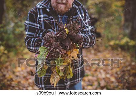 Man holding bunch of fresh garden beetroot, cropped View Large Photo Image Stock Image - Man holding bunch of fresh garden beetroot, cropped. Fotosearch
