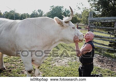 Man kneeling on ground kissing bull View Large Photo Image Stock Photography - Man kneeling on ground kissing bull. Fotosearch