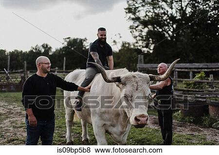Man sitting on bull led by friends View Large Photo Image Stock Photo - Man sitting on bull led by friends. Fotosearch