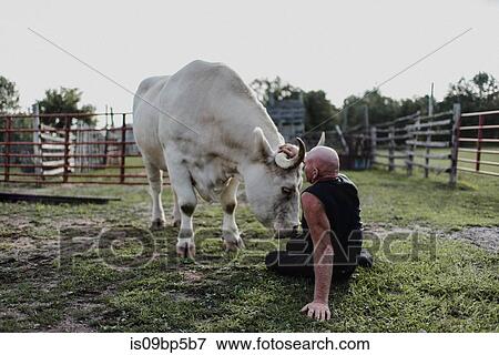 Man sitting on ground stroking bull View Large Photo Image Stock Photo - Man sitting on ground stroking bull. Fotosearch