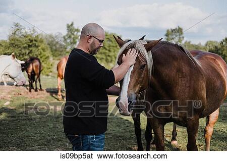 Man stroking horse View Large Photo Image Stock Photograph - Man stroking horse. Fotosearch