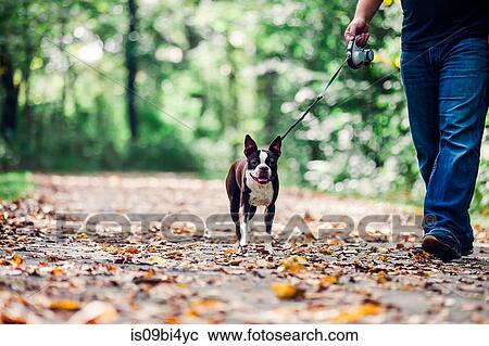 Man walking dog in rural setting, low section View Large Photo Image Stock Image - Man walking dog in rural setting, low section. Fotosearch
