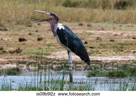 Stock Photo - Marabou stork (Leptoptilos crumeniferus), Tsavo, Kenya, Africa. Fotosearch