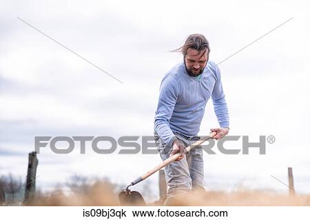 Mature man hoeing in garden View Large Photo Image Stock Image - Mature man hoeing in garden. Fotosearch