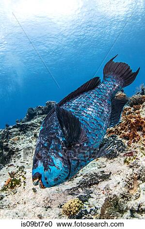 Stock Image - Midnight blue parrotfish, Cozumel, Quintana Roo, Mexico. Fotosearch