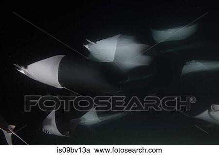 Mobulas monkianas feeding in groups at night View Large Photo Image Stock Image - Mobulas monkianas feeding in groups at night. Fotosearch