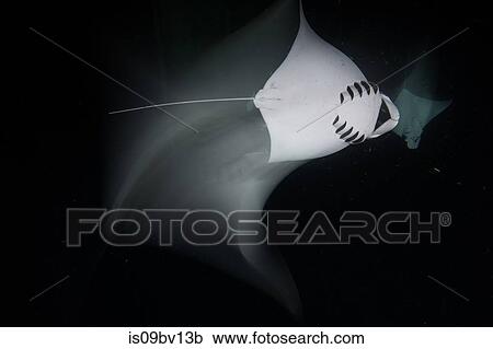 Mobulas monkianas feeding in groups at night View Large Photo Image Stock Image - Mobulas monkianas feeding in groups at night. Fotosearch