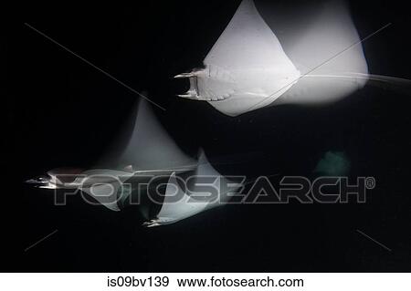 Mobulas monkianas feeding in groups at night View Large Photo Image Stock Photo - Mobulas monkianas feeding in groups at night. Fotosearch