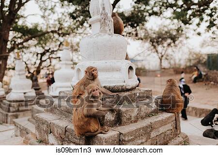Monkey Temple, Kathmandu, Nepal View Large Photo Image Stock Image - Monkey Temple, Kathmandu, Nepal. Fotosearch