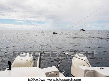 Motorboat in sea, Na Pali Coast, Kauai, Hawaii View Large Photo Image Stock Image - Motorboat in sea, Na Pali Coast, Kauai, Hawaii. Fotosearch
