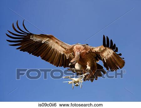 Nature versus Technology concept. Eagle attacking airborne drone against blue sky, digitally enhanced image View Large Photo Image Stock Photograph - Nature versus Technology concept. Eagle attacking airborne drone against blue sky, digitally enhanced image. Fotosearch