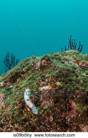 Nudibranchs mating on rocks, Puerto Vallarta, Jalisco, Mexico View Large Photo Image Stock Photo - Nudibranchs mating on rocks, Puerto Vallarta, Jalisco, Mexico. Fotosearch