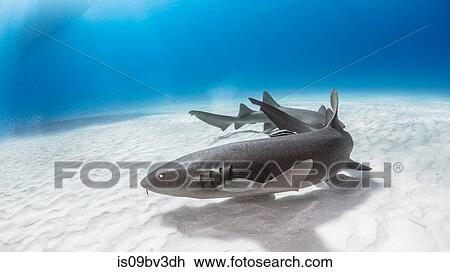 Nurse shark, Alice Town, Bimini, Bahamas View Large Photo Image Stock Image - Nurse shark, Alice Town, Bimini, Bahamas. Fotosearch