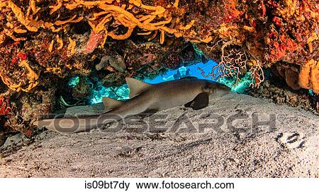 Nurse shark, Cozumel, Quintana Roo, Mexico View Large Photo Image Stock Photo - Nurse shark, Cozumel, Quintana Roo, Mexico. Fotosearch