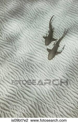 Nurse sharks, Alice Town, Bimini, Bahamas View Large Photo Image Stock Image - Nurse sharks, Alice Town, Bimini, Bahamas. Fotosearch