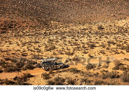 Off road tourist vehicle following giraffes and zebra running across arid landscape, aerial view, Cape Town, Western Cape, South Africa View Large Photo Image Stock Photo - Off road tourist vehicle following giraffes and zebra running across arid landscape, aerial view, Cape Town, Western Cape, South Africa. Fotosearch