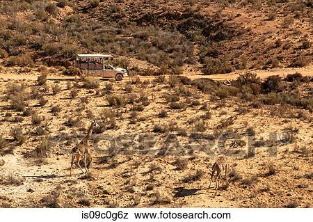 Off road tourist vehicle watching giraffes in arid landscape, elevated view, Cape Town, Western Cape, South Africa View Large Photo Image Stock Photo - Off road tourist vehicle watching giraffes in arid landscape, elevated view, Cape Town, Western Cape, South Africa. Fotosearch