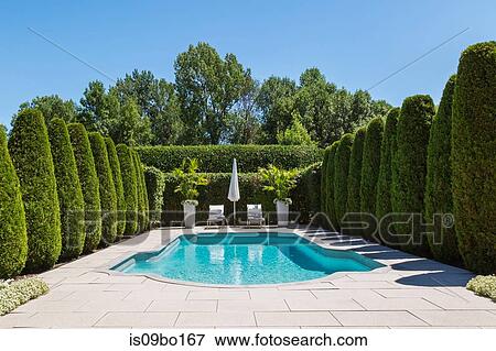 Outdoor swimming pool with parasol and lounge chairs, bordered by rows of cedar trees, in luxury residential backyard View Large Photo Image Stock Photo - Outdoor swimming pool with parasol and lounge chairs, bordered by rows of cedar trees, in luxury residential backyard. Fotosearch