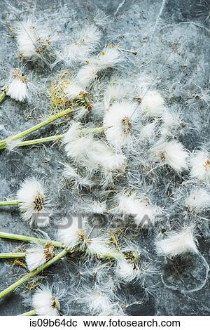 Overhead view of dandelion clocks View Large Photo Image Stock Image - Overhead view of dandelion clocks. Fotosearch