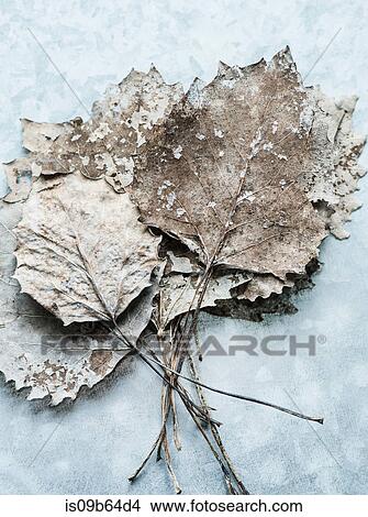 Overhead view of dried leaves View Large Photo Image Picture - Overhead view of dried leaves. Fotosearch