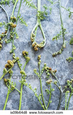 Stock Photo - Overhead view of flowers on stems of plant. Fotosearch