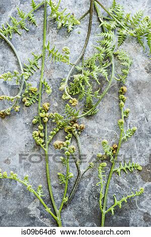 Stock Photograph - Overhead view of flowers on stems of plant. Fotosearch