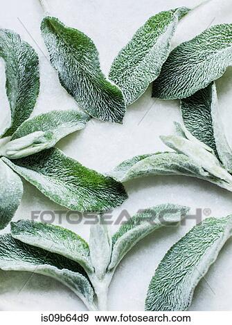 Overhead view of sage leaves View Large Photo Image Stock Photo - Overhead view of sage leaves. Fotosearch