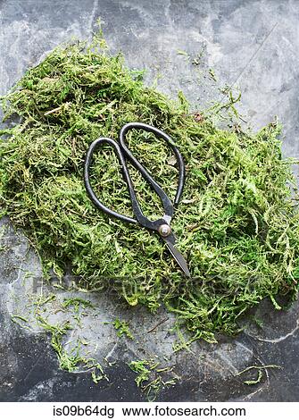 Overhead view of scissors on moss View Large Photo Image Stock Image - Overhead view of scissors on moss. Fotosearch