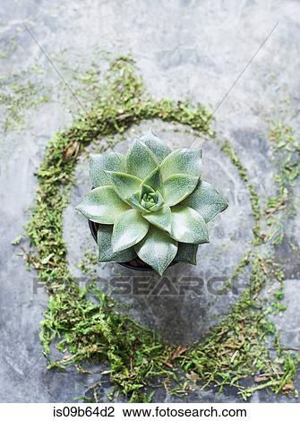 Stock Image - Overhead view of succulent plant. Fotosearch