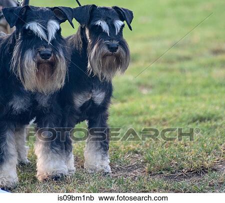 Pair of male and female Miniature Schnauzers View Large Photo Image Stock Image - Pair of male and female Miniature Schnauzers. Fotosearch