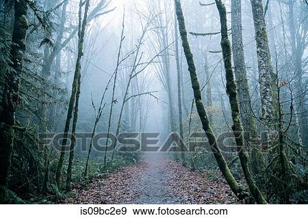 Stock Photo - Pathway through forest, Bainbridge, Washington, USA. Fotosearch
