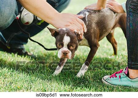 Pet dog being shampooed in garden View Large Photo Image Stock Image - Pet dog being shampooed in garden. Fotosearch