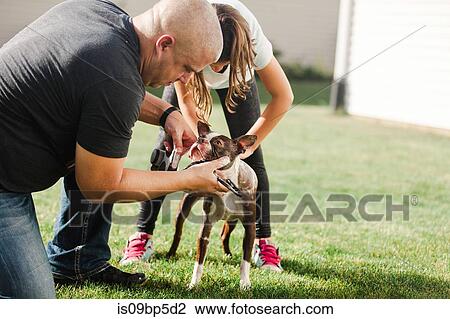 Stock Image - Pet dog being shampooed in garden. Fotosearch