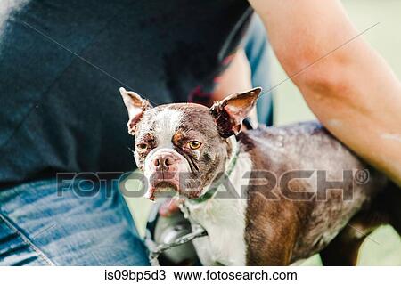 Pet dog being shampooed View Large Photo Image Stock Image - Pet dog being shampooed. Fotosearch